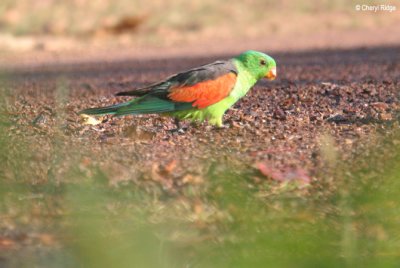 6940-redwinged-parrot.jpg