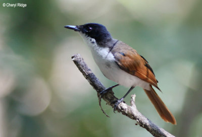 Shining Flycatchers