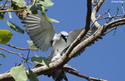 6754-wb-cuckoo-shrike.jpg