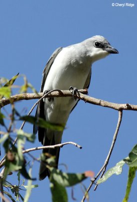 6758-wb-cuckoo-shrike.jpg