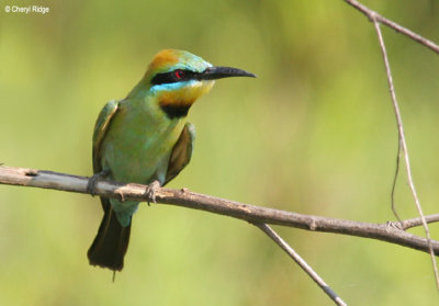 6112-rainbow-beeeater.jpg