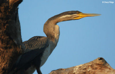 6556-darter-female.jpg