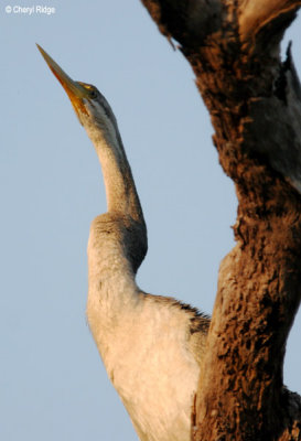 6562-darter-female.jpg