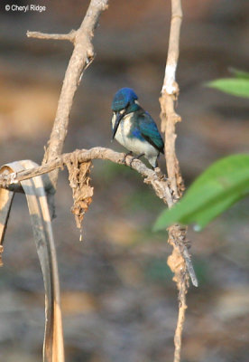6580-little-kingfisher.jpg