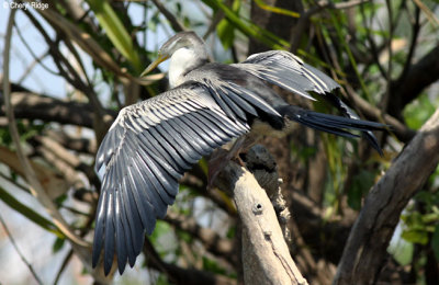 6772-darter-female.jpg