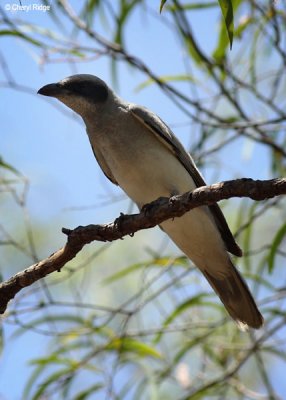 Cuckoo-Shrikes