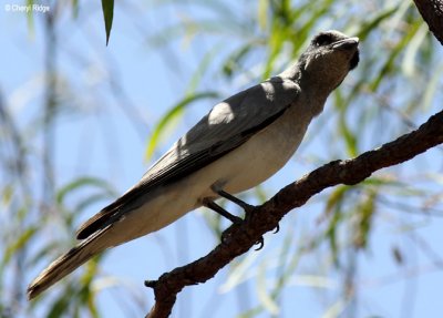 7073-black faced cuckoo shrike.jpg