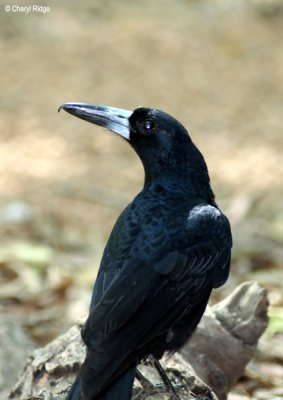 7173- black butcherbird.jpg