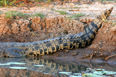 Crocodiles NT
