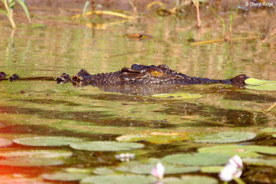 6484-croc-ywaters.jpg