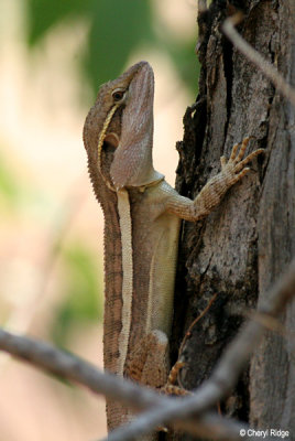 6553-lizard-edith.jpg