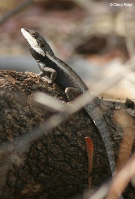 6562-lizard-edith.jpg