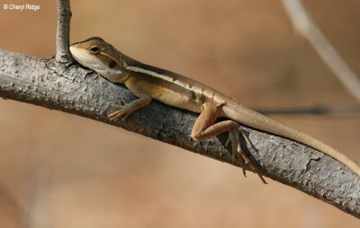 6574-lizard-edith.jpg