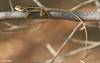 6578-lizard-edith.jpg