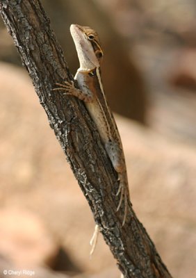 6588-lizard-edith.jpg