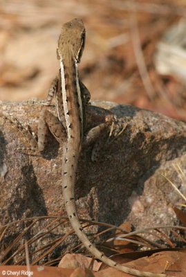 6590-lizard-edith.jpg