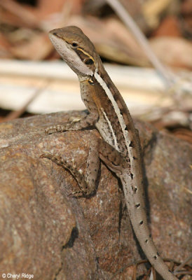 6593-lizard-edith.jpg