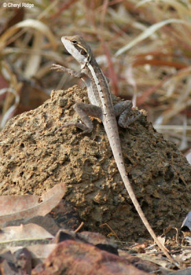 6606-lizard-edith.jpg
