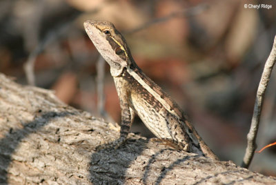 6616-lizard-edith.jpg