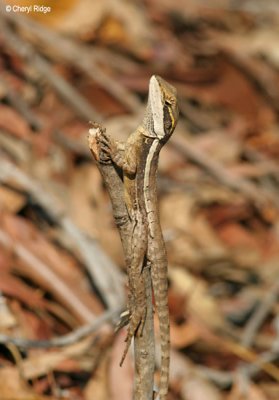 6624-lizard-edith.jpg