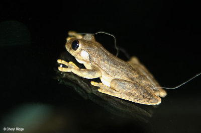 Northern Laughing Tree Frog