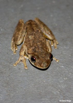 2682-frog-eden.jpg