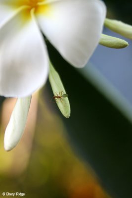 2798- green ant and frangipani