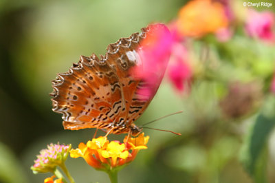 Orange Lacewing Butterfly