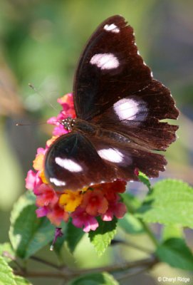 6179- butterfly, eden at fogg dam