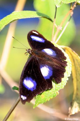 6198- butterfly, eden at fogg dam