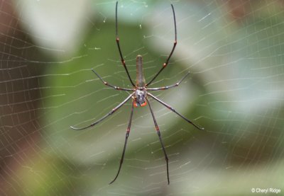 6298- spider, ubirr, kakadu