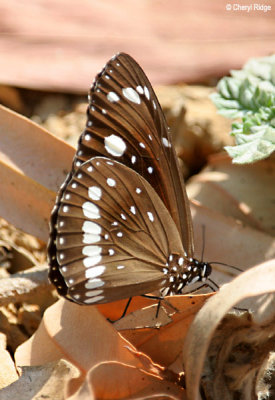 6334- butterfly at mary river park