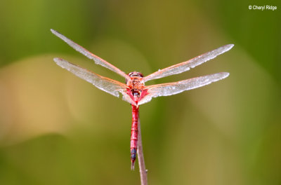 6791- dragonfly at fogg dam