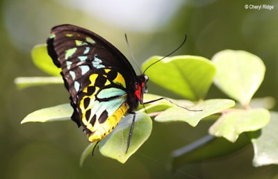 6955- birdwing butterfly, batchelor butterfly retreat