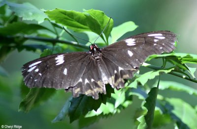 6965- butterfly, batchelor butterfly retreat