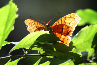 6968- Cruiser butterfly