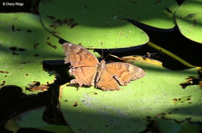 6984- butterfly, batchelor butterfly retreat