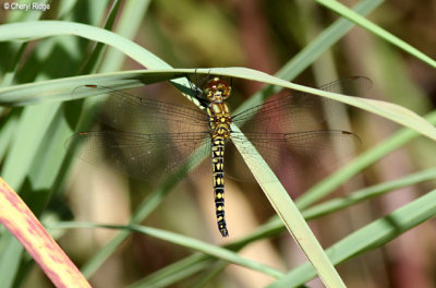 6990- dragonfly, batchelor butterfly retreat