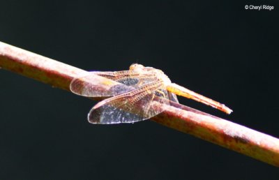 6993- dragonfly, batchelor butterfly retreat