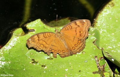7005- butterfly, batchelor butterfly retreat