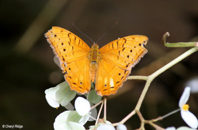 Cruiser Butterfly