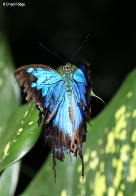 7019- butterfly, batchelor butterfly retreat