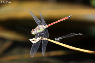 7046- dragonfly, batchelor butterfly retreat