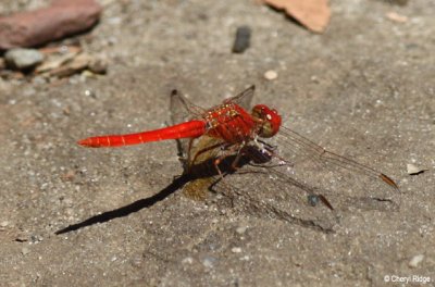 7056- dragonfly, litchfield