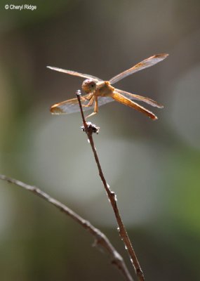 7103- dragonfly, berry springs