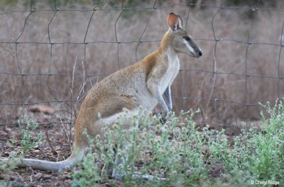 6384-wallaby.jpg