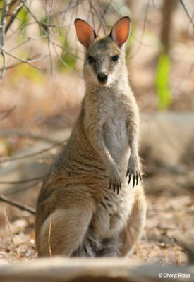 6455-wallaby.jpg