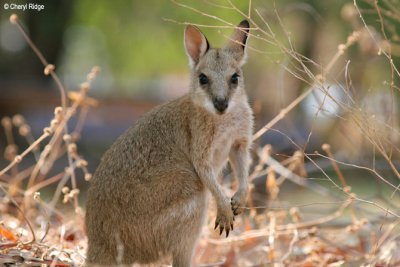 6462-wallaby.jpg