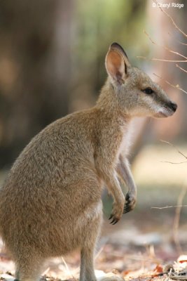 6467-wallaby.jpg