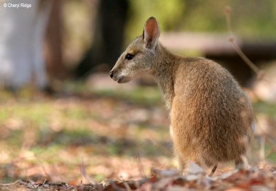 6468-wallaby.jpg